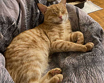 Кошки в Москве: Котенок Сиенна ищет дом Девочка, Бесплатно - фото 5
