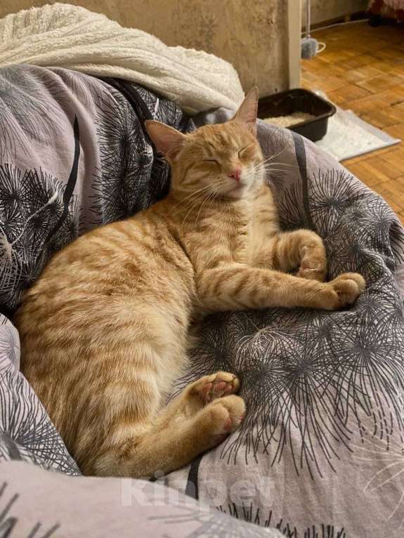 Кошки в Москве: Котенок Сиенна ищет дом Девочка, Бесплатно - фото 5