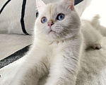Кошки в Москве: Шотландский котенок  Девочка, 25 000 руб. - фото 3