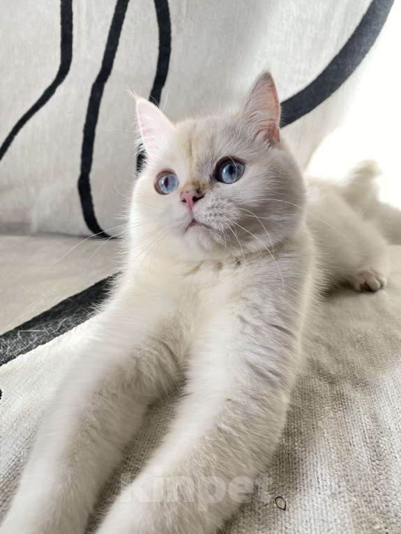 Кошки в Москве: Шотландский котенок  Девочка, 25 000 руб. - фото 3