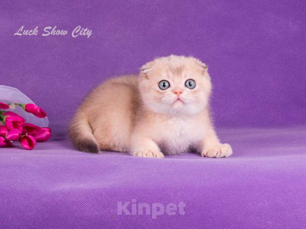 Кошки в Санкт-Петербурге: Голубое золото скоттиш-фолд Мальчик, Бесплатно - фото 3