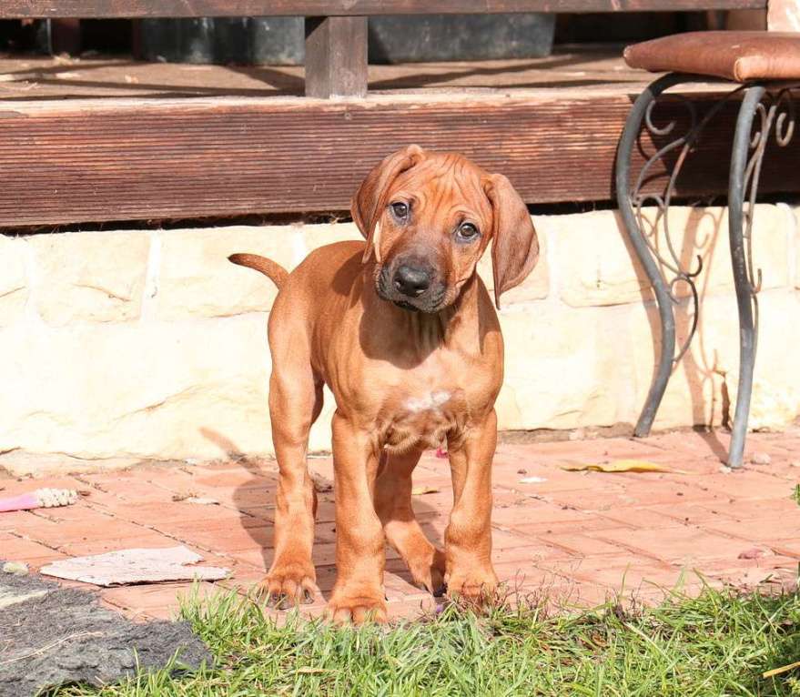 Собаки в Москве: Щенки родезийского риджбека Мальчик, 50 000 руб. - фото 2
