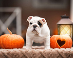 Собаки в Санкт-Петербурге: Английский бульдог щенок  Девочка, Бесплатно - фото 2