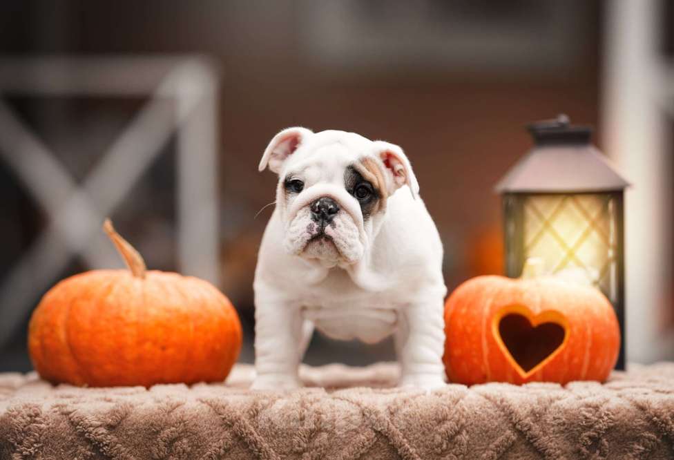 Собаки в Санкт-Петербурге: Английский бульдог щенок  Девочка, Бесплатно - фото 2