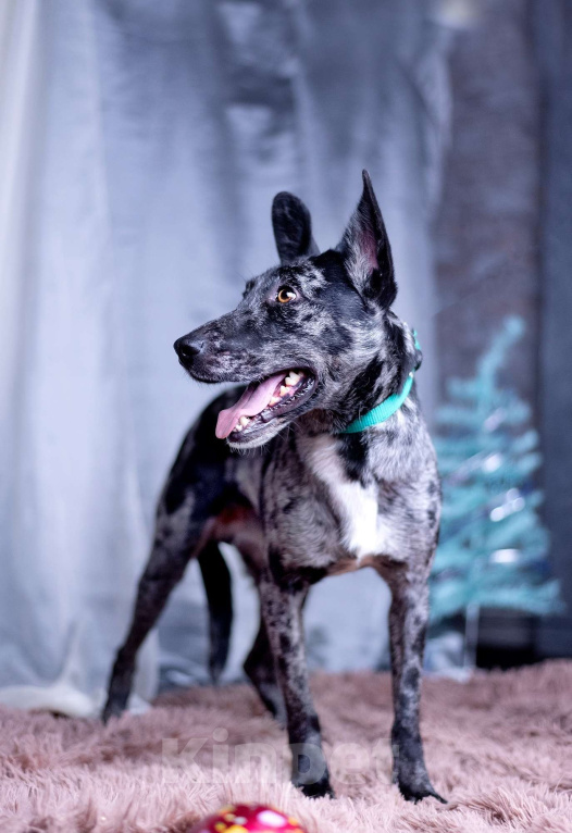 Собаки в других городах Московской области: Скай мальчик Мальчик, Бесплатно - фото 8