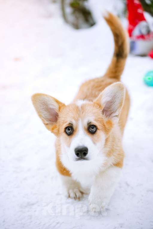 Собаки в Новосибирске: Вельш Корги Пемброк Мистер Марти Мальчик, 75 000 руб. - фото 6