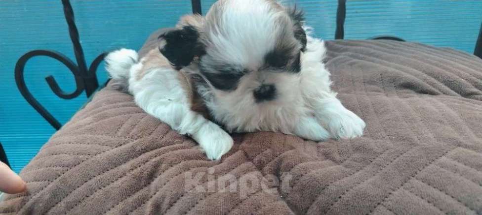 Собаки в Ряжске: Продажа Девочка, 23 000 руб. - фото 4