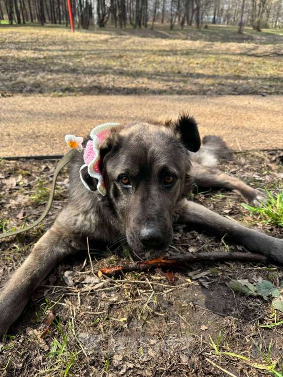 Собаки в Москве: Дисин Мальчик, Бесплатно - фото 9