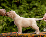 Собаки в Москве: Палевый щенок Лабрадора от родителей Чемпионов Девочка, Бесплатно - фото 7