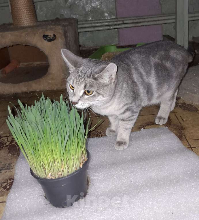 Кошки в Москве: Скромница Ляся Девочка, Бесплатно - фото 4