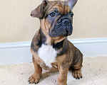Собаки в Белореченске: Французский бульдог Мальчик, Бесплатно - фото 2