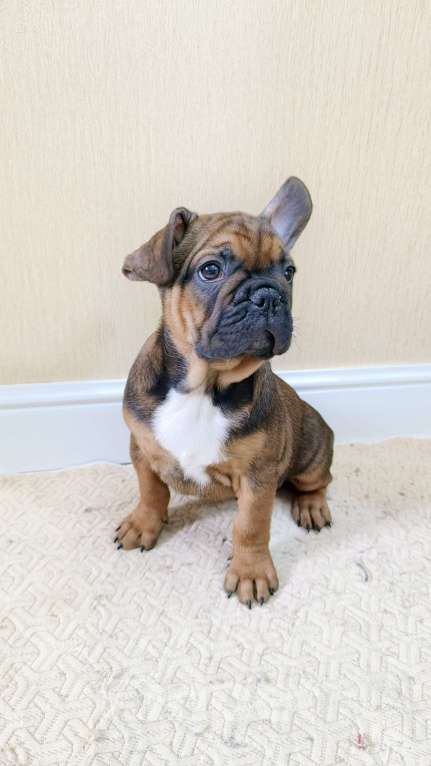 Собаки в Белореченске: Французский бульдог Мальчик, Бесплатно - фото 2
