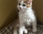 Кошки в Краснодаре: Бело- рыжий котик Мальчик, Бесплатно - фото 1