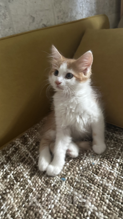 Кошки в Краснодаре: Бело- рыжий котик Мальчик, Бесплатно - фото 1