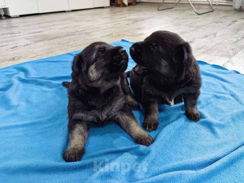 Собаки в Балашихе: Щенки ВЕО Разнополые, Бесплатно - фото 1