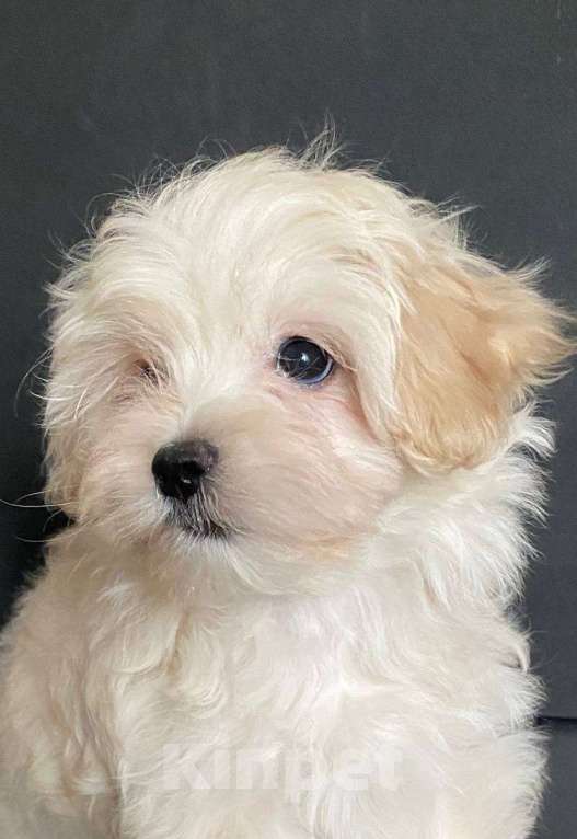 Собаки в Москве: Мальтипу f1 жемчужеого окраса Девочка, 70 000 руб. - фото 5