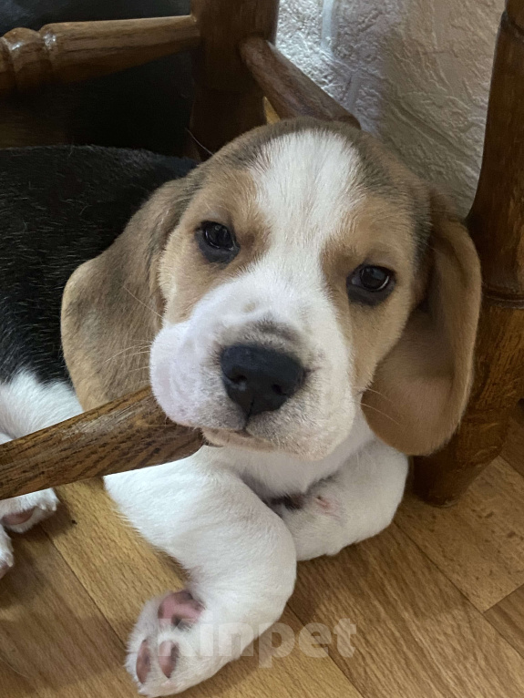 Собаки в Севастополе: Бигель Мальчик, 60 000 руб. - фото 4