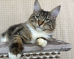 Кошки в Дедовске: Яркий мрамор кот Мальчик, 50 000 руб. - фото 2