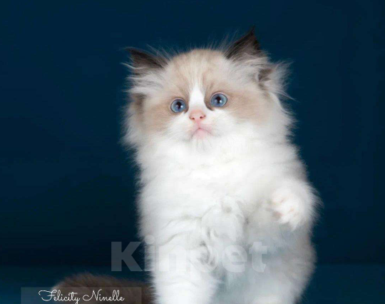 Кошки в Москве: Рэгдолл котята  Мальчик, 120 000 руб. - фото 7