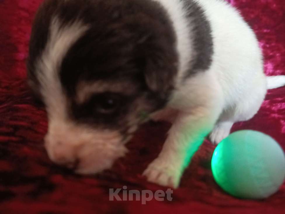 Собаки в Астрахани: Щеночек нуждается в семье и любви Девочка, Бесплатно - фото 2