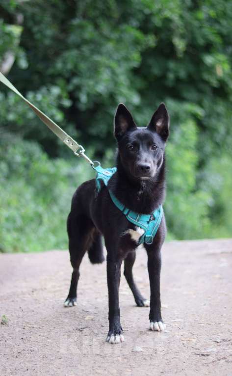 Собаки в Обнинске: Красотка Юнона 8 месяцев в добрые руки  Девочка, Бесплатно - фото 4