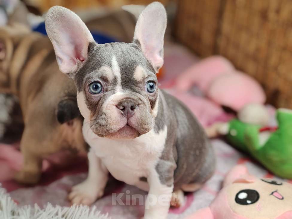 Собаки в Санкт-Петербурге: Шикарная лиловая  девочка Девочка, 60 000 руб. - фото 3