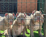 Собаки в Краснодаре: Американский булли щенок Девочка, 90 000 руб. - фото 9