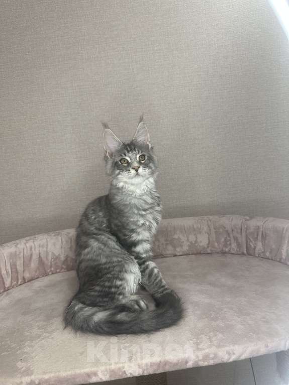 Кошки в Химках: Нежная девочка Мейн Кун Девочка, 50 000 руб. - фото 4