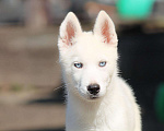 Собаки в Москве: Белый голубоглазый щенок сибирский хаски Мальчик, 50 000 руб. - фото 1