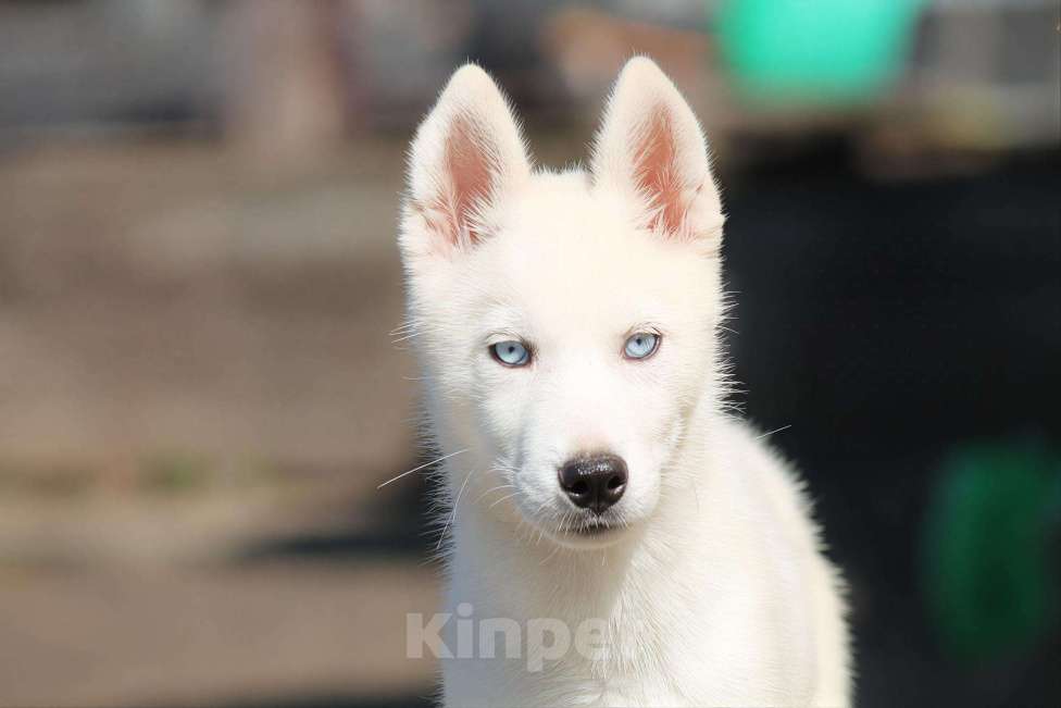 Собаки в Москве: Белый голубоглазый щенок сибирский хаски Мальчик, 50 000 руб. - фото 1