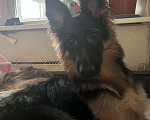 Собаки в Москве: помесь немецкой овчарки Девочка, Бесплатно - фото 2