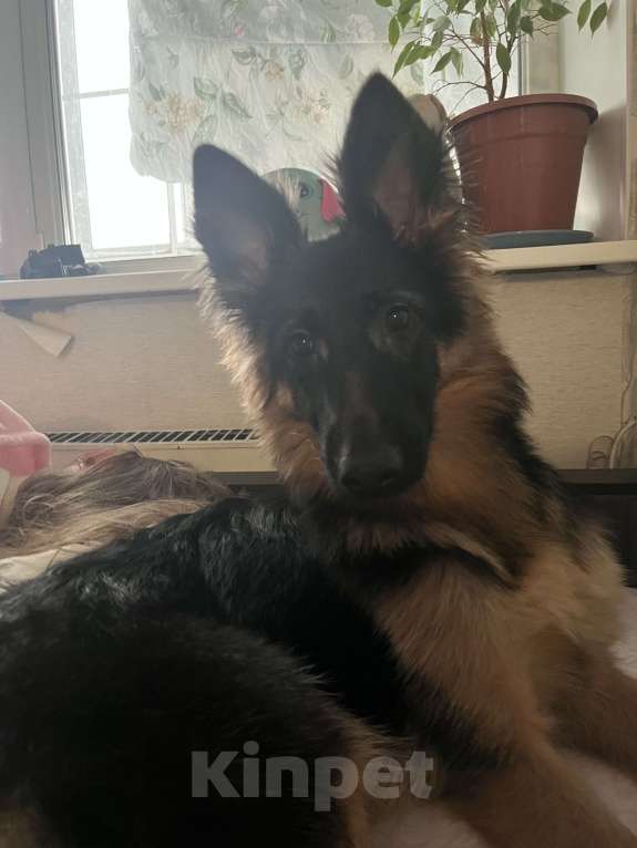 Собаки в Москве: помесь немецкой овчарки Девочка, Бесплатно - фото 2