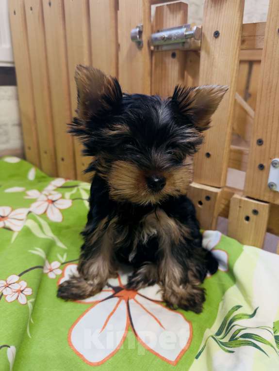 Собаки в Донецке: Продам щенка Мальчик, 15 000 руб. - фото 2