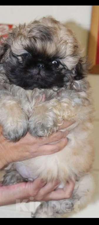 Собаки в Москве: Красавец пекинес Мальчик, 45 000 руб. - фото 2