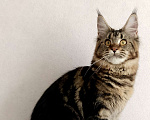 Кошки в Энгельс: Котята Мейн Ку Девочка, 35 000 руб. - фото 3