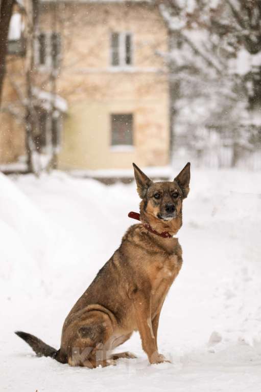 Собаки в Щелково: Собака в добрые руки Девочка, Бесплатно - фото 10