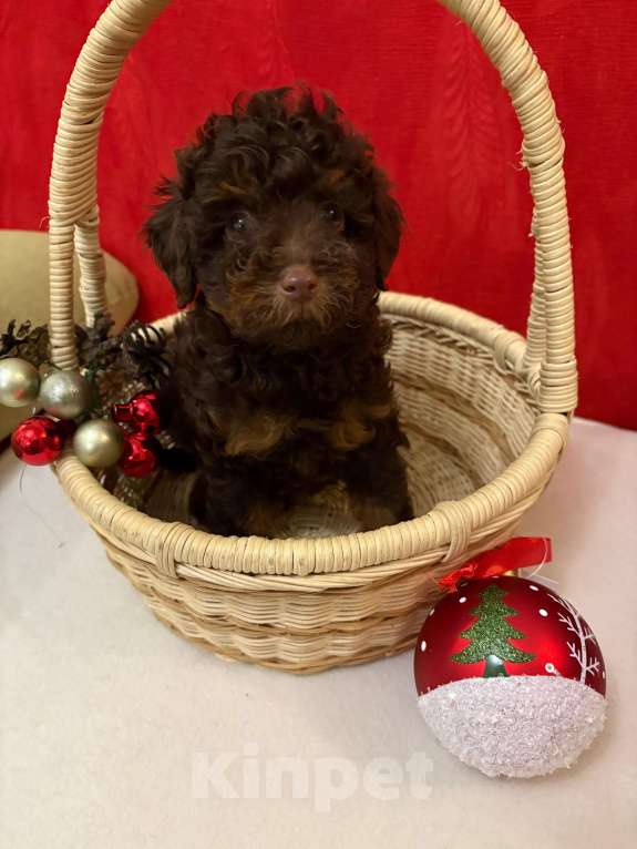 Собаки в Москве: Той  пудель-   Мальчик  той Мальчик, 50 000 руб. - фото 2