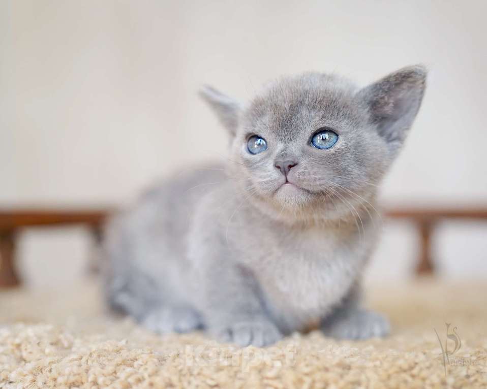Кошки в Москве: Европейская Бурма голубая Девочка Девочка, Бесплатно - фото 4