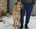 Собаки в Самаре: В добрые руки отдается собака Мальчик, Бесплатно - фото 3