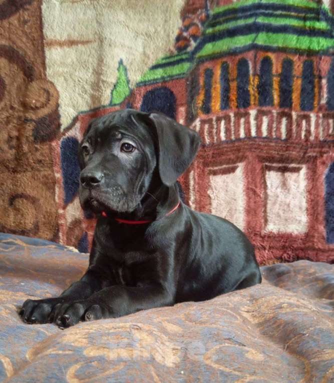 Собаки в Москве: Щенки Кане-корсо Девочка, 30 000 руб. - фото 1