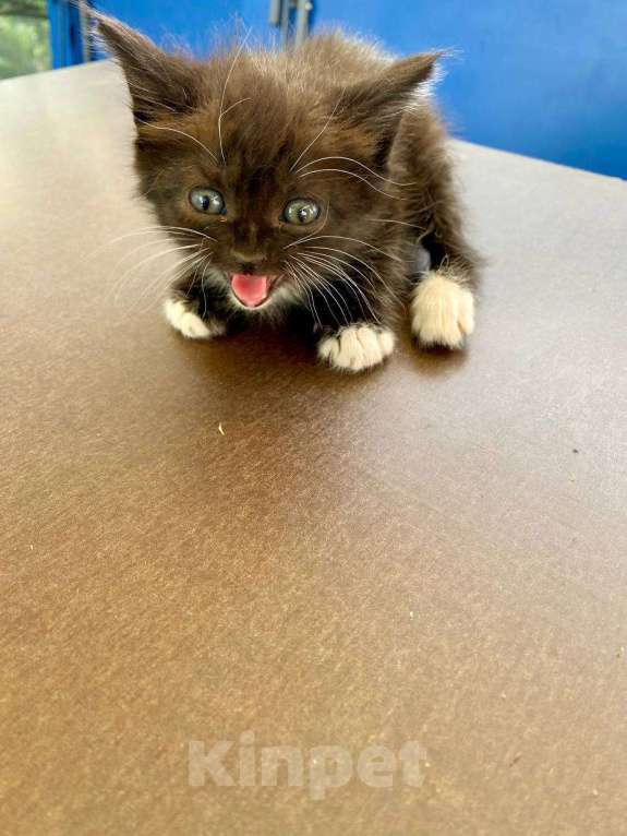 Кошки в Москве: Котенок мальчик Мальчик, Бесплатно - фото 2