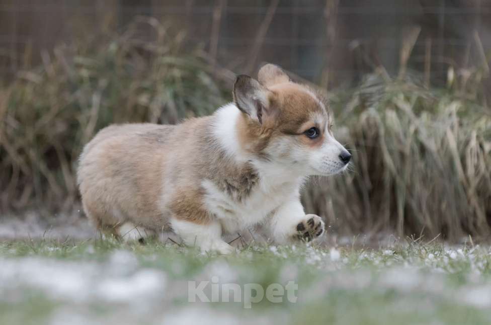 Собаки в Нижнем Новгороде: Щенки вельш корги пемброк Девочка, 60 000 руб. - фото 5