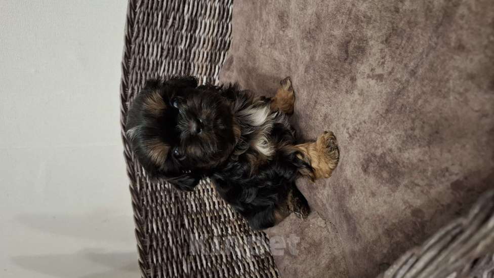 Собаки в Кропоткине: Ши-тцу Мальчик, 20 000 руб. - фото 2