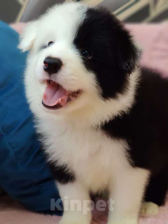 Собаки в других городах Приморского края: Щенки бордерколли, документы РКФ Мальчик, 100 000 руб. - фото 6