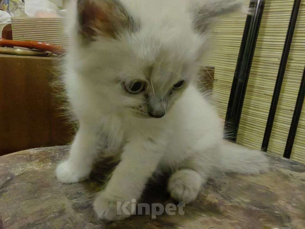 Кошки в Санкт-Петербурге: 5 очаровательных котят Мальчик, 12 000 руб. - фото 4