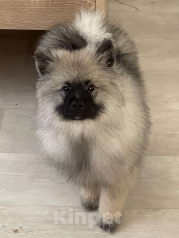 Собаки в Москве: Вольфшпиц КЕЕСХОНД Девочка, 100 000 руб. - фото 6