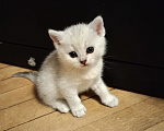 Кошки в Москве: Прямоухий мальчишка  Мальчик, 25 000 руб. - фото 3