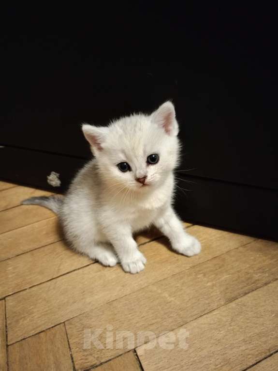 Кошки в Москве: Прямоухий мальчишка  Мальчик, 25 000 руб. - фото 3