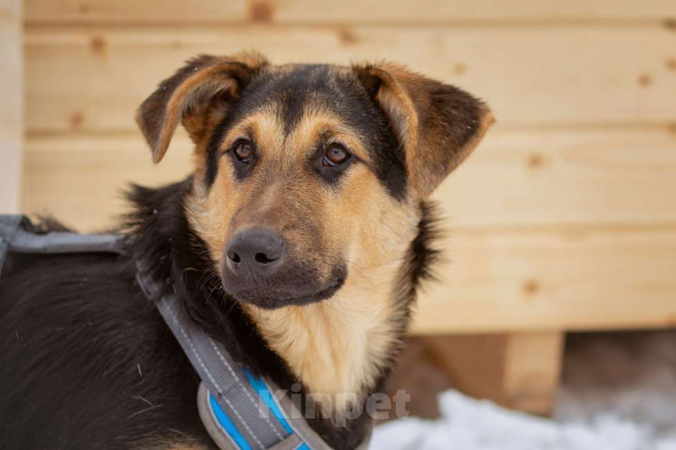 Собаки в Москве: щенок Чупа в добрые руки Девочка, Бесплатно - фото 1