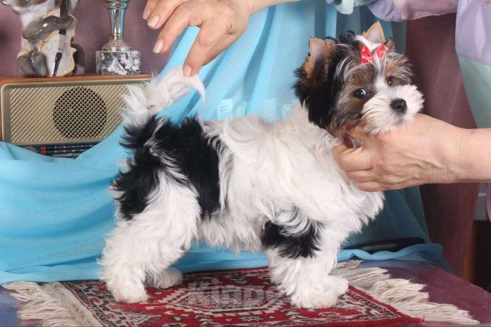 Собаки в Москве: Мальчик Бивер Мальчик, 45 000 руб. - фото 3